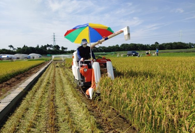 昨年、韓国忠清南道（チュンチョンナムド）で韓国品種の稲の収穫が行われている［写真　忠清南道農業技術院］