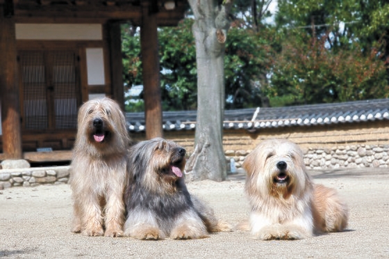 コラム 珍島犬の精子 マイナス１９６度凍結 韓国版 ノアの方舟 ２ Joongang Ilbo 中央日報