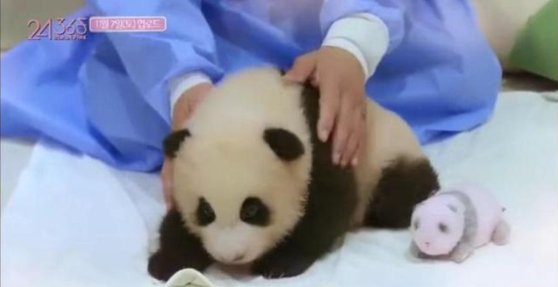 中国ネットユーザーはＢＬＡＣＫＰＩＮＫのメンバーが赤ちゃんパンダを素手で触ったとし、問題視している。［写真　微博キャプチャー］