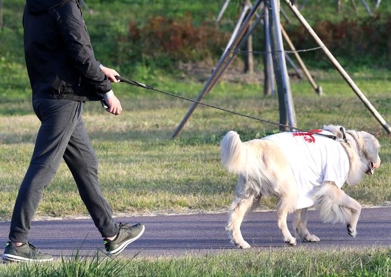 伴侶犬の散歩３回摘発されれば屠殺 最も残忍な中国政策 Joongang Ilbo 中央日報