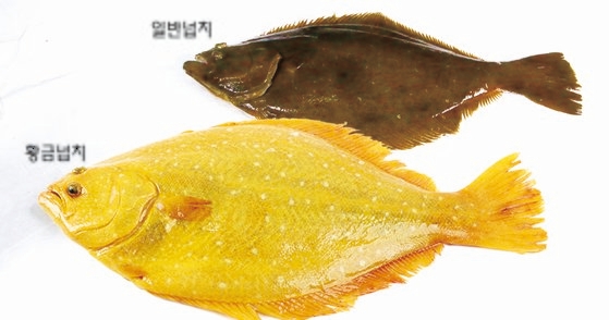 写真 一般のヒラメと明らかに異なる色を持つ 黄金ヒラメ Joongang Ilbo 中央日報