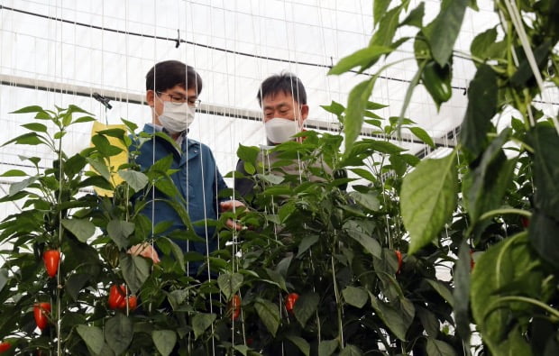 許泰雄農村振興庁長（左）が韓国品種のパプリカ「ラオン」の栽培現場を視察している。［写真　農村振興庁提供］