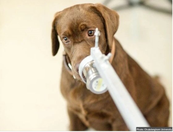タイで新型コロナウイルス感染者を探知する訓練を受けた探知犬の正確度が９５％に達するという研究結果が出た。［写真　チュラロンコン大学］