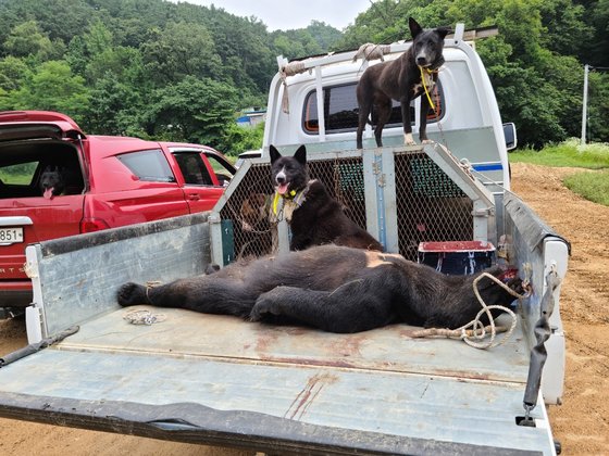 飼育場を脱走して射殺されたツキノワグマ［写真　ニュース１］