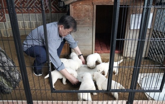 文在寅大統領が７月３日にＳＮＳで公開した豊山犬の子犬。青瓦台提供