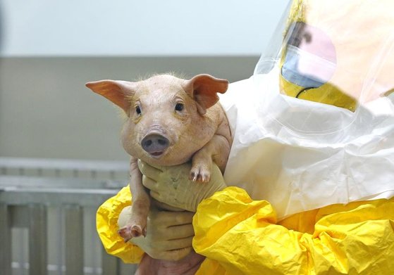 韓国国立畜産科学院が開発した臓器移植用のブタ。［写真　韓国農村振興庁］