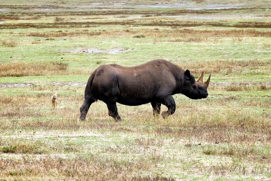 灰色のサイは問題を引き起こすと予想はされても見逃がちな危険要因を意味する。韓国経済官僚は、昨年末から米国の利上げなどを「灰色のサイ」と挙げてきた。ペク・ジョンヒョン記者