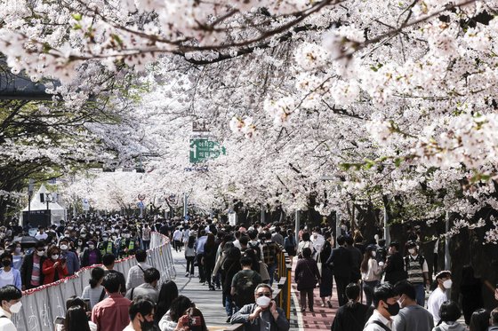 休日だった今月１０日午後、ソウル汝矣島（ヨイド）の輪中路（ユンジュンノ）に桜を楽しみに来た花見客で混み合っている。キム・ギョンロク記者