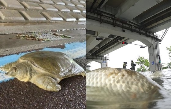 ３０日、京畿道城南市盆唐（キョンギド・ソンナムシ・プンダン）の亭子（チョンジャ）駅付近の炭川（タンチョン）散歩道で見つかったスッポン（左）。ソウル潜水橋でボラが水の流れに逆らって泳ごうとしている様子（右）。［写真　オンラインコミュニティ、聯合ニュース］