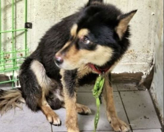 今月１１日、蔚山市蔚州郡（ウルサンシ・ウルチュグン）のあるマンション団地で８歳児を攻撃した事故犬。［写真　Ｂｅａｇｌｅ　Ｒｅｓｃｕｅ　Ｎｅｔｗｏｒｋ　インスタグラム　キャプチャー］