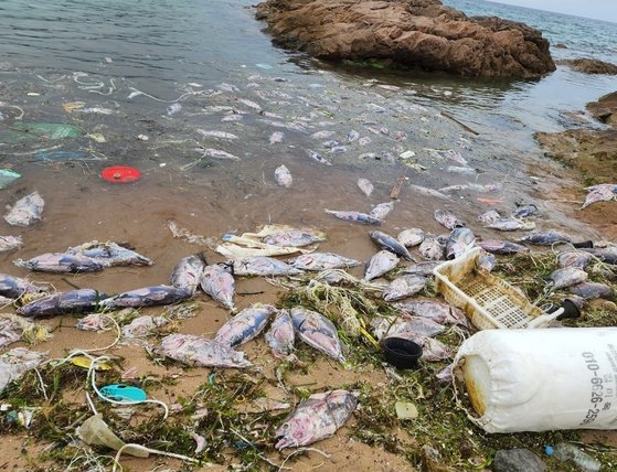 海岸に大量のマグロの死骸（写真　ニュース１）