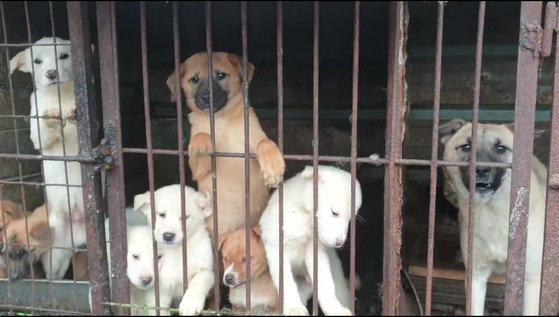 ２０２１年論議を呼んだ南揚州市（ナムヤンジュシ）の不法建築された犬農場。［写真　セイブコリアンドッグス提供］