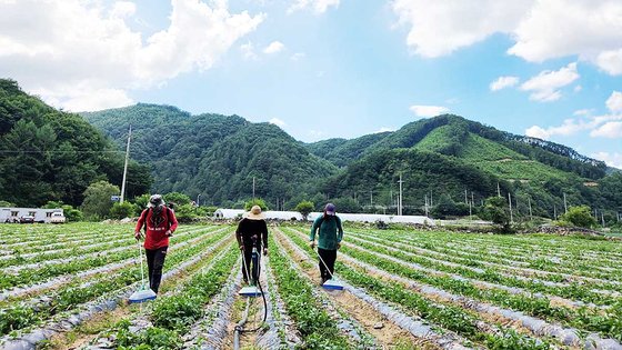 フィリピン・サンフアン市から来た外国人季節労働者が先月２７日、江原道洪川郡（カンウォンド・ホンチョングン）のある農家で仕事をしている様子。［写真　パク・ジノ記者］