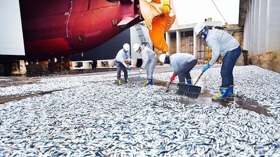 現代重工業の役職員がドックを埋め尽くした魚の群れを雪かきスコップで掃き出している。［写真　現代重工業］