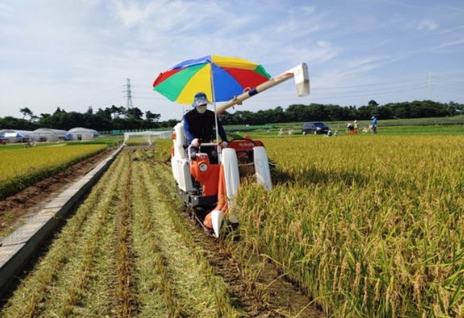 韓国忠清南道（チュンチョンナムド）で韓国品種の稲の収穫が行われている［写真　忠清南道農業技術院］