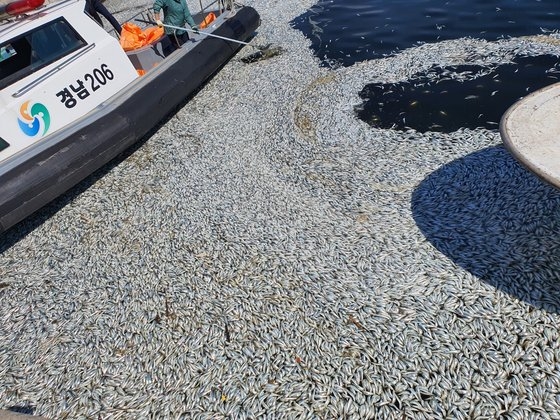 大量死して水面に浮かぶイワシの群れ。［写真　昌原市］