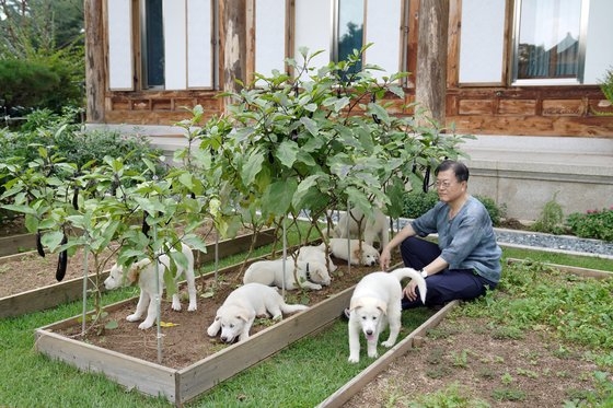 文在寅大統領と北朝鮮から来た豊山犬。［写真　ニュース１］