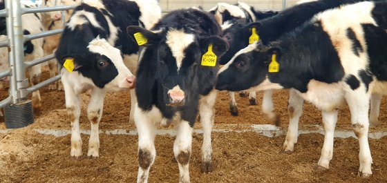 ヘイファー・インターナショナル韓国支部がネパールに送る乳牛が１４日、京畿道華城（キョンギド・ファソン）のクンミ牧場で待機している。チャン・セジョン記者