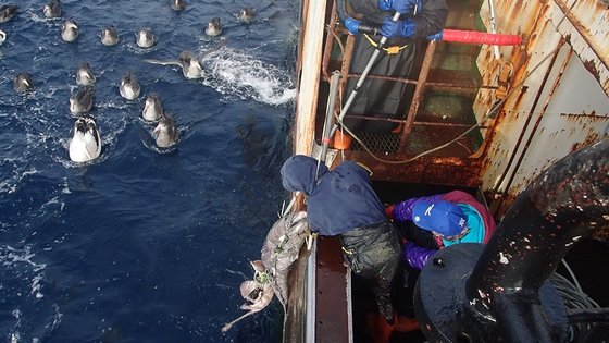 南極海の近くでメロ漁をしている韓国漁船。［写真　韓国国立水産科学院］