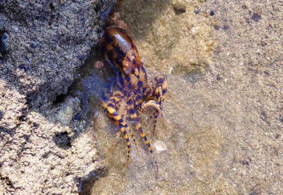 韓国済州道でも見つかった猛毒性のオオマルモンダコ。［写真　西帰浦海洋警察署］