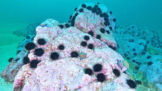 ウニが海藻を食べて岩肌が見えている。「海の砂漠化」と呼ばれる「磯焼け」が進んでいる。　韓国水産資源管理公団