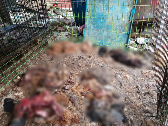動物権利団体ケアが公開した集団餓死事件現場。［写真　動物権利団体ケア］