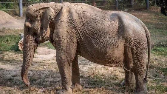 背骨が変形した象パイ・リン［写真　ＷＦＦＴ］