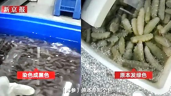 中国の日刊紙「新京報」が公開した映像の中でホウ砂で洗浄した後、黒く変わったナマコ（左）ともともとの様子（右）。［写真　新京報　キャプチャー］