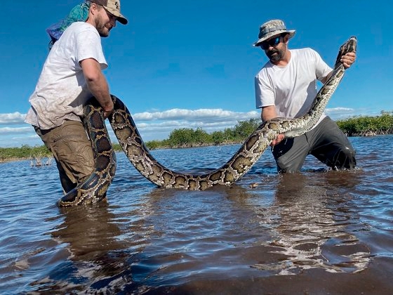 米国フロリダで最近捕獲された巨大ニシキヘビ。［写真　AP=聯合ニュース］