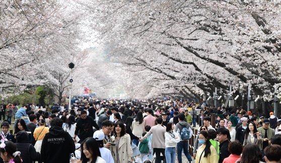 ３月２６日、鎮海軍港祭では全国から訪れた観光客が満開の桜を撮影しながら花見を楽しんだ。今年の軍港祭は４月３日に閉幕した。　ソン・ボングン記者