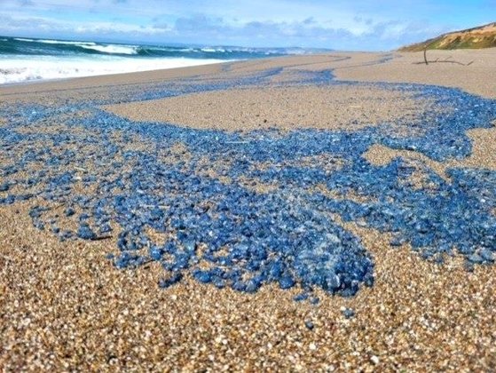 米カリフォルニアの海辺に出没したヒドロ虫の群体［写真　ポイントレイズ国定海岸］