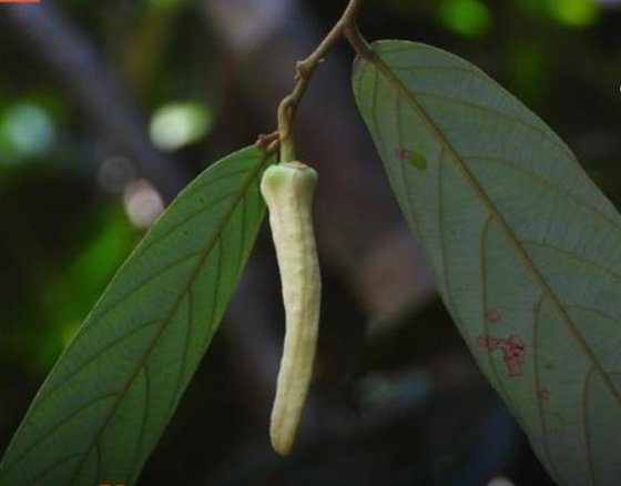 タイで発見された新種の花［写真　聯合ニュース］