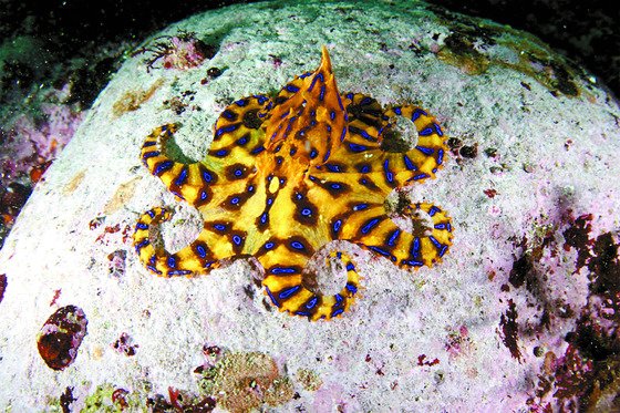 ヒョウモンダコ［写真　韓国水産科学院］