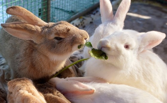 ウサギたちが仲良く餌を食べている様子。フリーランスのキム・ソンテ