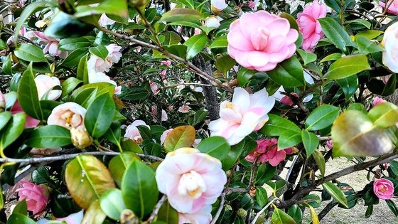 蔚山（ウルサン）市庁の庭の「五色八重」。「蔚山椿」とも呼ばれる。写真は３月末から４月初めの間に撮影された。　写真＝蔚山市のチャン・ジョンデ主務官