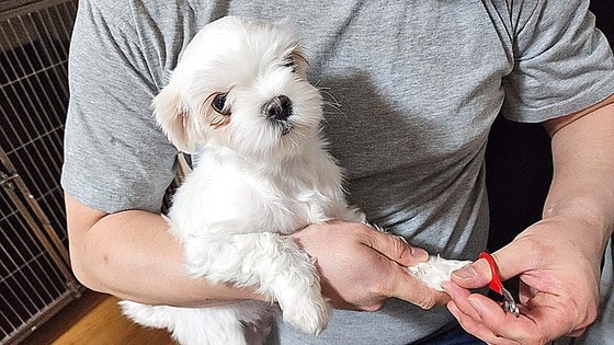 今月１３日、忠清南道錦山（チュンチョンナムド・クムサン）のある犬繁殖場で、５日にオークション会場で落札されたマルチーズ「８８－３」の母犬２歳のアーサーに会った。チャン・ソユン記者