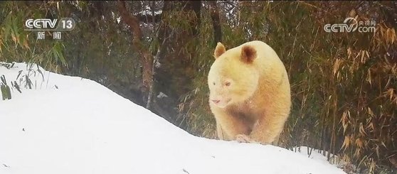 全身が白いパンダ。［中国ＣＣＴＶ　キャプチャー＝聯合ニュース］