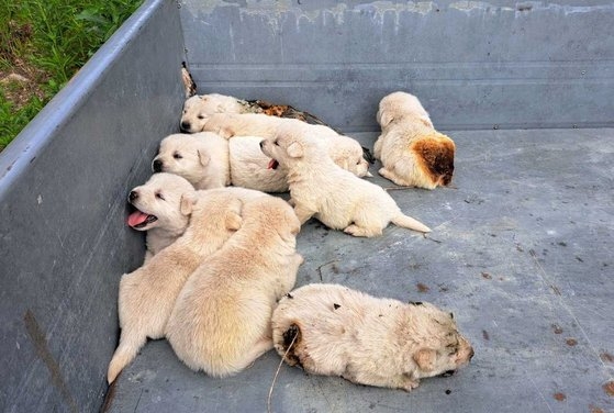 火災から救出された子犬たち。［写真　横城消防署］