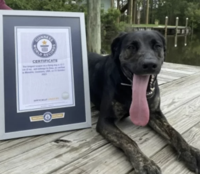 「世界で最も舌が長い犬」（写真　ギネス）