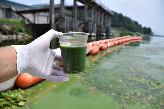 昨年７月２６日、大邱（テグ）汶山（ムンサン）取水場前の洛東江（ナクドンガン）で緑藻が大量に発生した。　大邱環境運動連合