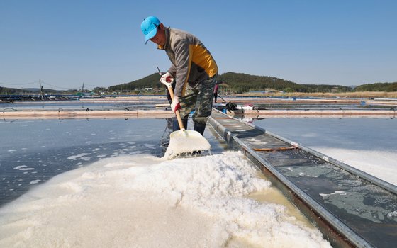 忠清南道泰安郡（テアングン）の塩田で特産品のソンファ塩を生産している。［写真＝泰安郡］