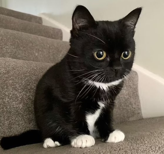 小猫症を患う１８カ月の猫ピグはソーシャルメディアで１７万人に達する「オンライン執事」から愛されている。［インスタグラム　キャプチャー］