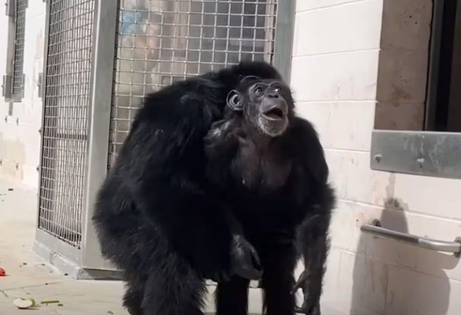 生まれてから３０年近く狭い檻に閉じ込められて暮らしていたチンパンジーが、初めて空を見て感嘆するような反応を見せた映像が話題だ。［セーブ・ザ・チンパンジーユーチューブ　キャプチャー］