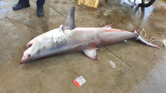 ホオジロザメと推定されるサメの死骸。［写真　束草海洋警察］
