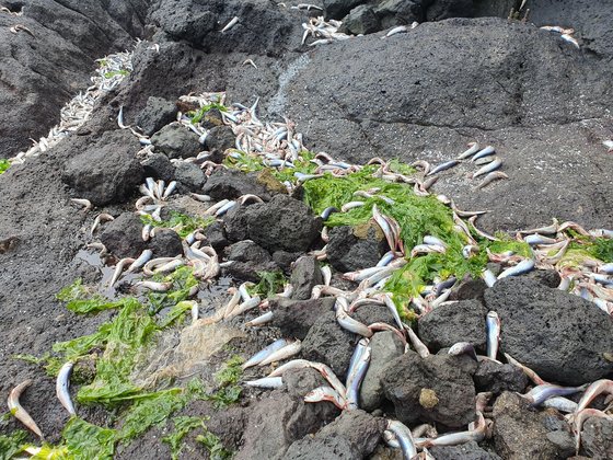 イワシの群れの大量死の現場。［写真　聯合ニュース］