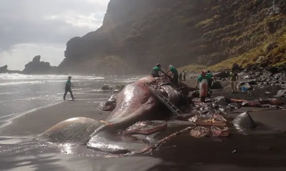 スペイン・カナリア諸島のラ・パルマ島に流れ着いたマッコウクジラの死骸を調査する様子。［写真　ラス・パルマス・デ・グラン・カナリア大学］