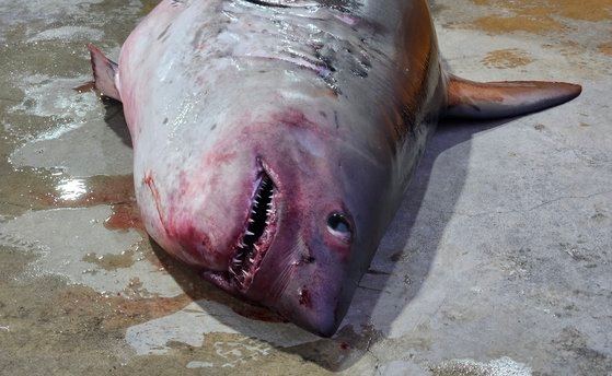 東海（トンへ、日本名・日本海）で捕えられたネズミザメ。［写真　聯合ニュース］