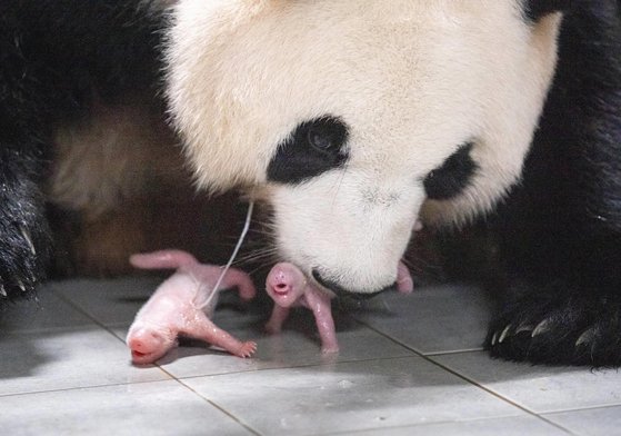 産婦の愛宝と双子パンダ［写真　エバーランド］