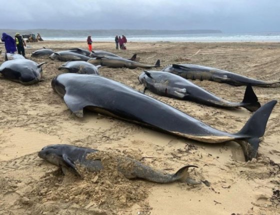 スコットランドの海岸に打ち上げられて死んだゴンドウクジラの群れ ［ＢＤＭＬＲ　インスタグラム　キャプチャー］