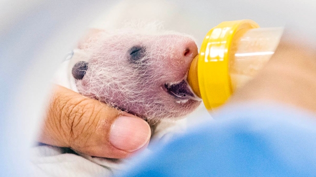 赤ちゃんパンダに母乳と粉ミルクを混ぜて飲ませる様子［写真　サムスン物産］